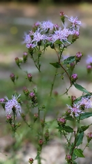 Eupatorieae