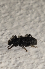 Otiorhynchus