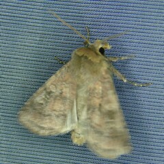Diarsia rubi