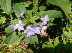 Ruellia drummondiana