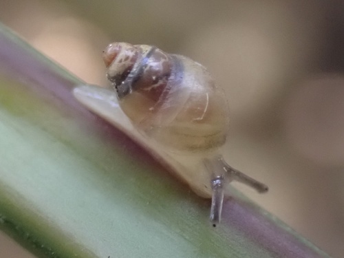Elasmias apertum observed 2022-09-13