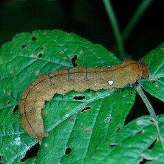 Habrosyne pyritoides