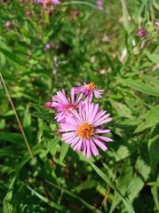 Symphyotrichum novae-angliae