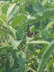 Anartia fatima