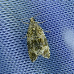 Syricoris lacunana