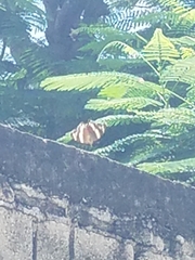 Anartia fatima