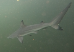 Carcharhinus limbatus