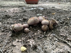 Cortinarius