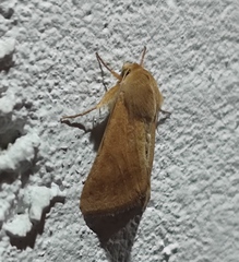 Helicoverpa armigera