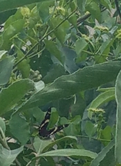 Anartia fatima
