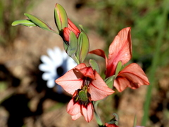 Gladiolus meliusculus
