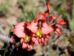 Gladiolus meliusculus