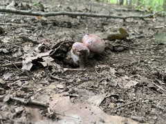 Cortinarius