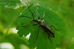 Stenocorus meridianus