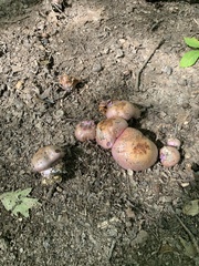 Cortinarius