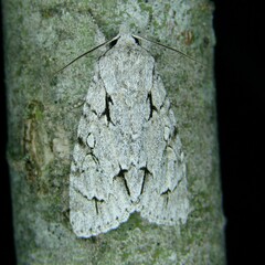Acronicta psi