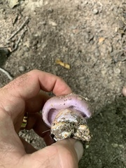 Cortinarius