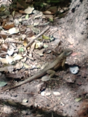 Tropidurus catalanensis