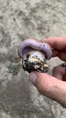 Cortinarius