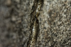 Trimorphodon lyrophanes