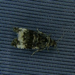 Apotomis sauciana