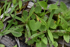 Parnassia palustris