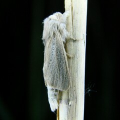 Phragmataecia castaneae