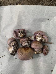 Cortinarius