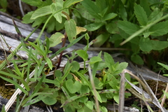 Parnassia palustris