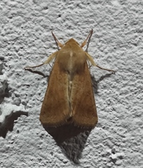 Helicoverpa armigera