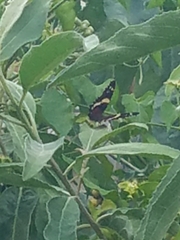 Anartia fatima