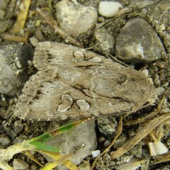 Apterogenum ypsillon