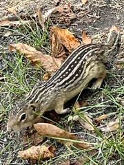 Ictidomys tridecemlineatus