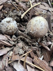 Panaeolus cinctulus
