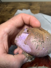 Cortinarius