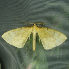 Gandaritis pyraliata