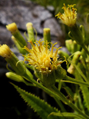 Senecio cacaliaster