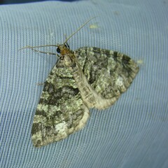 Hydriomena furcata
