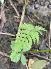 Dryopteris