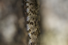 Trimorphodon lyrophanes