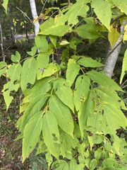Fraxinus nigra