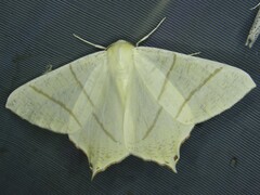 Ourapteryx sambucaria