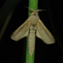 Phragmataecia castaneae