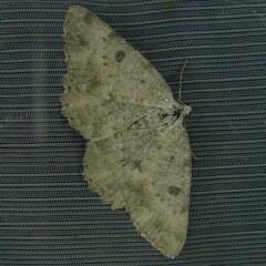 Charissa glaucinaria