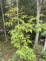 Fraxinus nigra