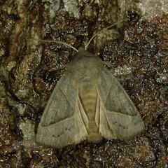 Mesogona oxalina