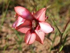 Gladiolus meliusculus
