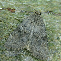 Apterogenum ypsillon