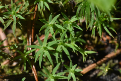 Pogonatum urnigerum