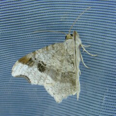 Macaria alternata